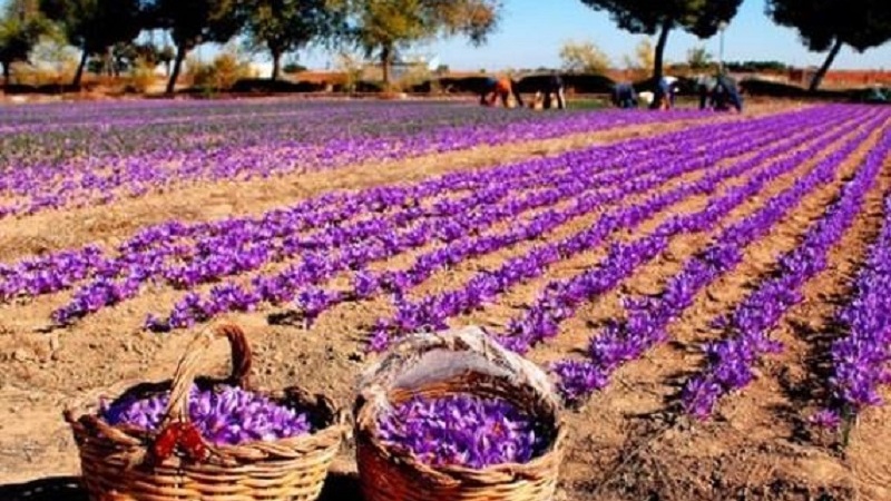 کاهش محصول زعفران در ولایت هرات