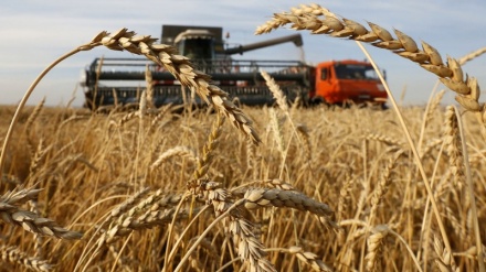36 vende të varura nga importi i grurit nga Rusia dhe Ukraina