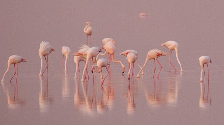 Flamingosi na jezeru Maharlu u Širazu