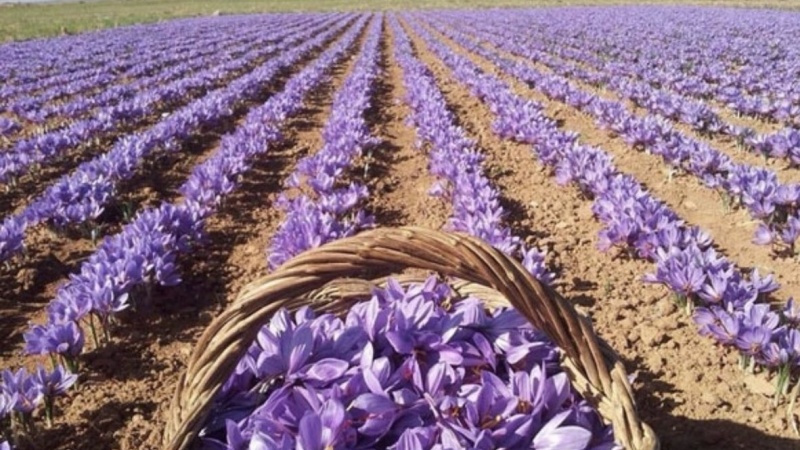 کاهش چشمگیر کشت زعفران در افغانستان