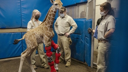 ٹانگوں سے معذور زرافہ چلنے کے قابل