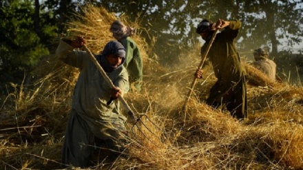 نگرانی از کاهش محصولات کشاورزی در افغانستان