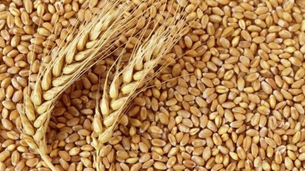 صادرات گندم به خارج از افغانستان ممنوع شد