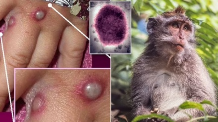 Lija e majmunit i afrohet Shqipërisë? Rasti i dyshimtë në Greqi