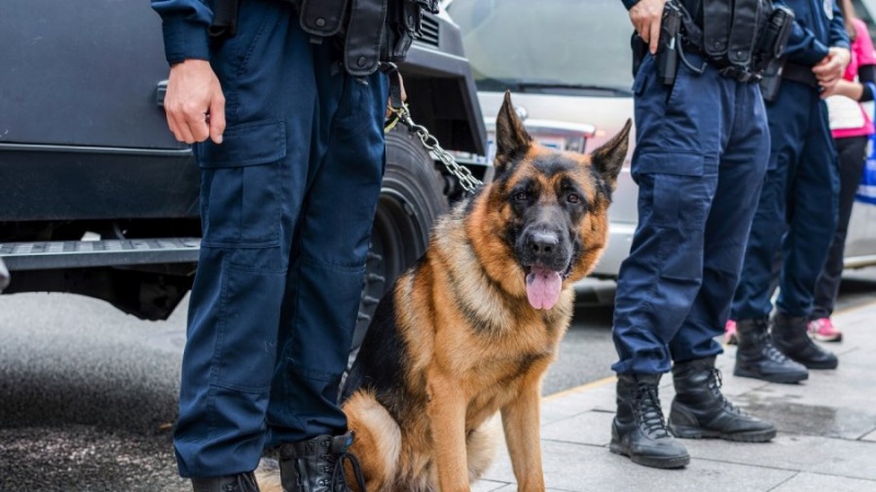 Serbia zbulon shtetet prej nga i kanë ardhur kërcënimet për bomba