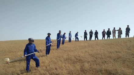 خطر نابودی کشتزارهای سمنگان به دنبال هجوم گسترده ملخ‌ها