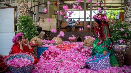  میمند شہر میں گلاب کے پھولوں کا  فیسٹیول