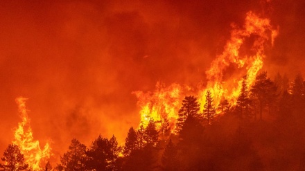 کیلیفورنیا میں جنگلات میں لگی بھیانک آگ