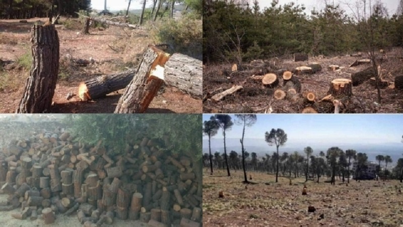 Kokbirkirina daristanan li Efrîna dagirbûyî didome