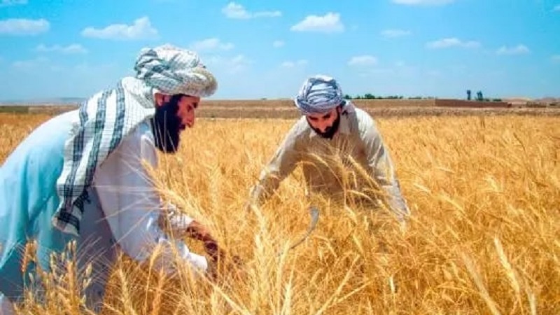 ابراز نگرانی فائو از کاهش کشت گندم در افغانستان