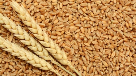 پاکستان میں گندم کی قیمت میں اضافہ 