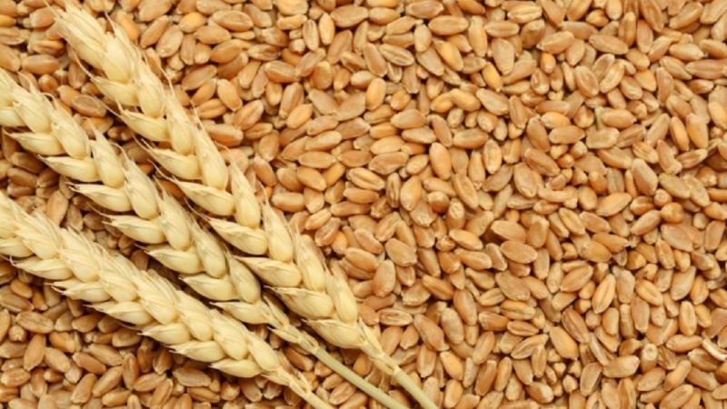 پاکستان میں گندم کی قیمت میں اضافہ 