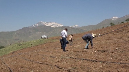 Li Balekayetîyê cotkar berhemên Havînî bi ava befrê av didin