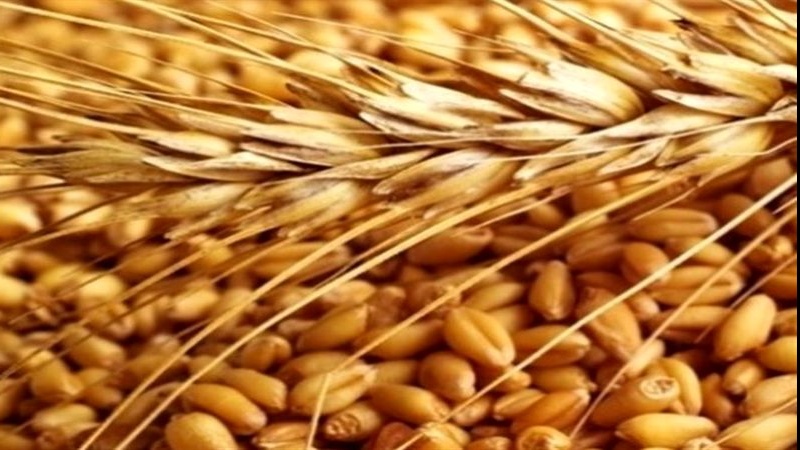 یوکرین سے سستا گندم درآمد کئے جانے پر یورپی کسانوں کا احتجاج