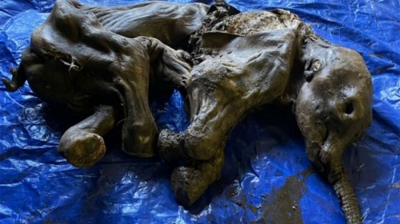Trupi i pabesueshëm i mumifikuar i një foshnje mamuthi zbulohet në Kanada