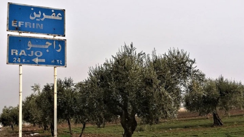  Çeteyan li Racoya ser bi herêma Efrîna dagirbûpyî 50 darên zeytûnê birîn