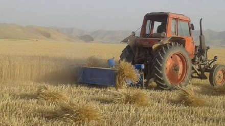 کشاورزان در غزنی: طالبان برای درو گندم، اجازه استفاده از ماشین را نمی‌دهند