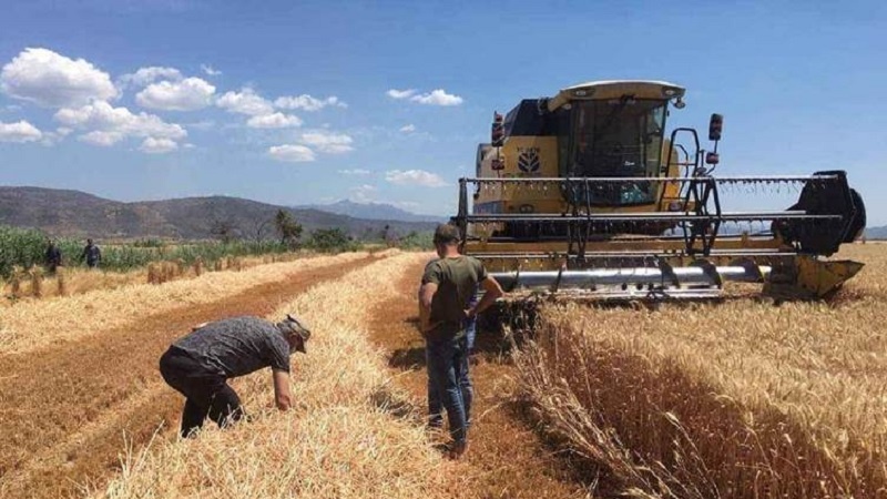  Li Tirkiyê erdên genim lê tê çandin 24 milyon donim kêm bûne