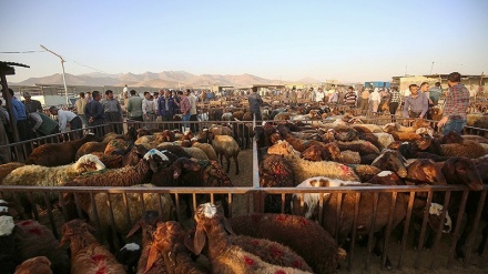 عید قربان کے موقع پر مویشیوں کی منڈی میں رونق