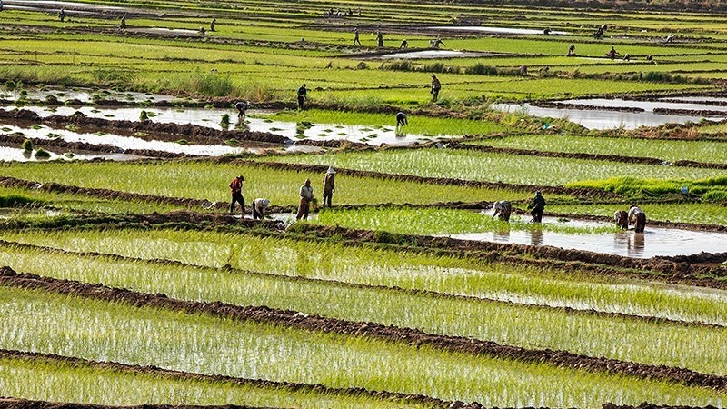 ایران کے صوبہ لرستان میں چاول کی کاشت 