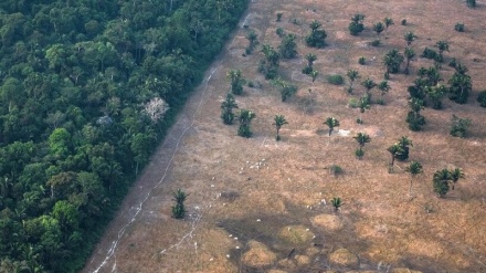 Her sal nêzîkî 12 milyon hektar daristan ji nav diçin