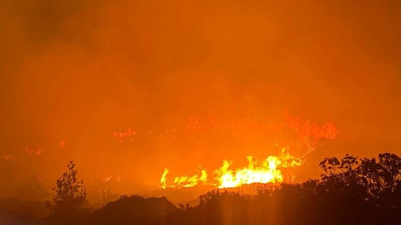   Agir bi daristanên Îzmîra Tirkiyê ket