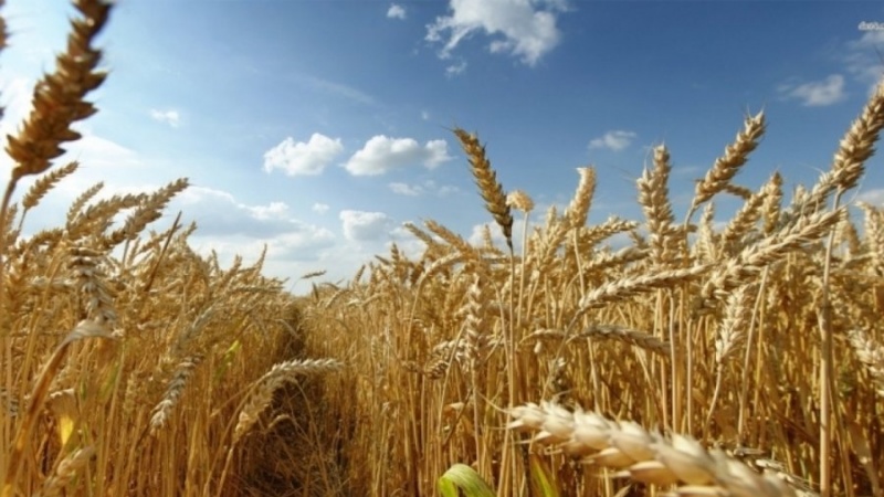Rusia planifikon të shesë grurin e Ukrainës në Lindjen e Mesme