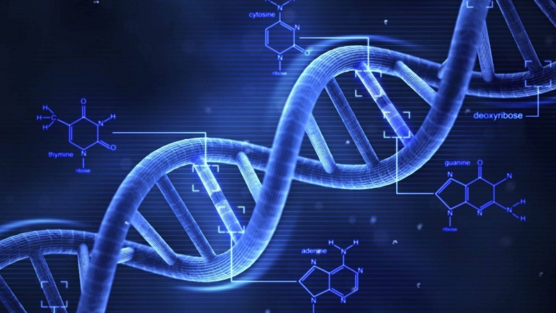 Ji DNA'ya mirov çekek li dijî wî bi xwe tê çêkirin!