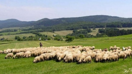 Çobanët po shesin bagëtitë dhe largohen në emigracion