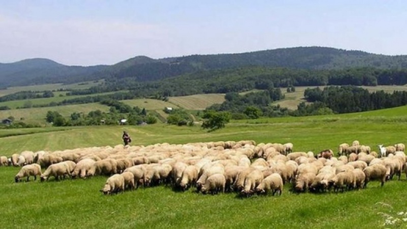 Çobanët po shesin bagëtitë dhe largohen në emigracion