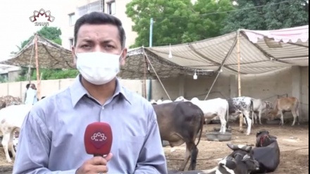 کراچی میں عید قربان سے پہلے مویشی منڈیوں کی رونق