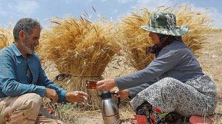 دروێنەی گەنم و جۆ لە کێڵگەکانی شاری ئەھەر