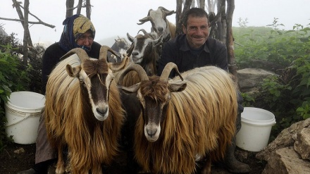 بەرزاییەکانی «دەرفەک»ی گێڵان