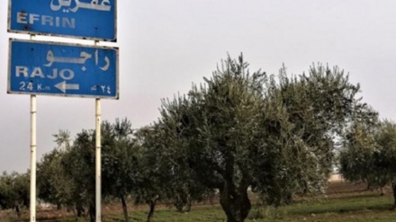 Çekdarên ser bi Tirkîyê nîvê hasila zeytûnê bi zorê ji cotkarên Efrînê distînin 