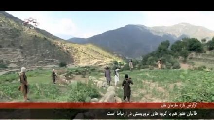  آیا طالبان هنوز هم با القاعده ارتباط دارد؟