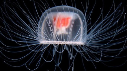 Ölməz deyilən meduza aşkarlandı