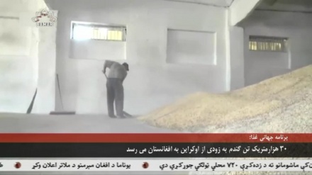 انتقال 30 هزار متریک تن گندم خریداری شده از اوکراین به افغانستان
