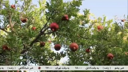 کندهار کې د انارو باغ لرونکو اندېښنې