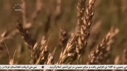 افزایش قیمت گندم در افغانستان ، در ادامه وضع محدودیت روسیه بر اوکراین
