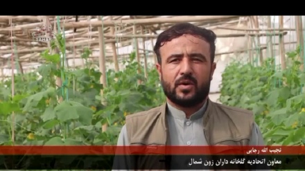  افزایش 40 درصدی حاصلات بادرنگ در افغانستان
