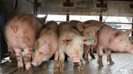 Regjistrohen raste me ethet e derrave afrikane në Kumanovë 