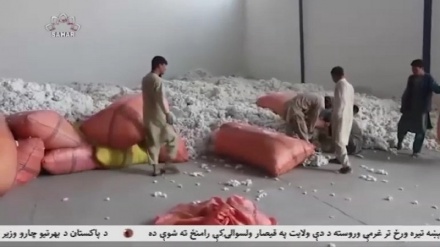 راه اندازی کارخانه پروسس پخته در مزار