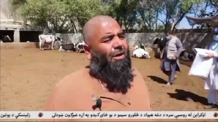 په کندهار کې د غواګانو وایروسی ناروغیو ضد واکسینو کمپاین پیل شو.