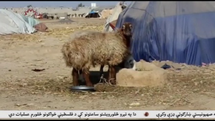 افزایش مشکلات دامپروران در هلمند!