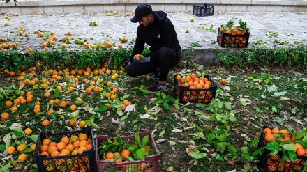 Berba narandži u voćnjaku Eram u Širazu