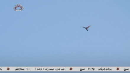 زمینه شکار قانونی پرندگان برای گردشگران!!