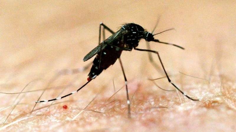 مچھروں سے آسٹریلیا پریشان، خطرناک وائرس پھیلنے کی وارننگ جاری