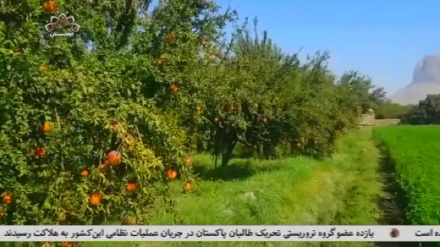 صادرات انار قندهار