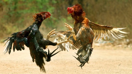 ہندوستان میں لڑاکو مرغوں نے دو مردوں کی جان لی