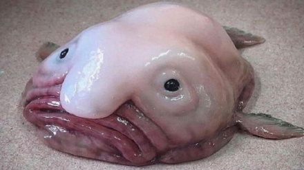 حباب ماهی (Blobfish) عجیب ترین ماهی که تابحال دیده اید